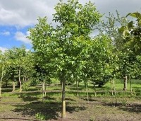 Juglans regia - Walnoot - 1