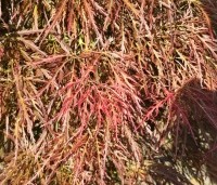 Acer palmatum 'Dragon Fire' - Japanse Esdoorn Dragon Fire - 3