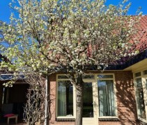 Pyrus call. Chanticleer bolvormig gesnoeid