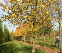 Sierappel 'Rudolph', hoogstam boom blad in herfst