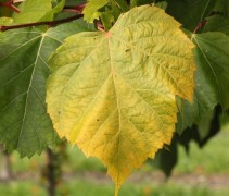 Tilia americana Nova