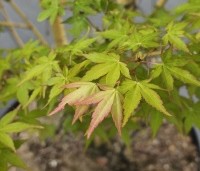 Acer palmatum ‘Bi-hoo’ - Acer palmatum ‘Bi-hoo’ - 2