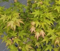 Acer palmatum ‘Bi-hoo’ - Acer palmatum ‘Bi-hoo’ - 3