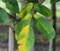 Juglans regia 'Bella Maria' - Walnoot 'Bella Maria' - 1