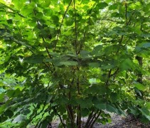 Corylus Avellana
