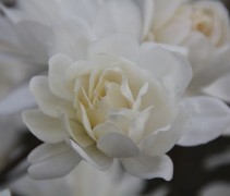 Magnolia x Loebnerii 'Wildcat'