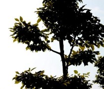 silhouet 