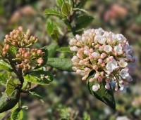 Viburnum Burkwoodii - Sneeuwbal Burkwoodii - 2