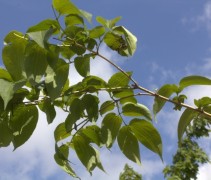 Heptacodium