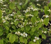 Viburnum plicatum 'St Keverne' - Japanse Sneeuwbal  'St Keverne' - 1
