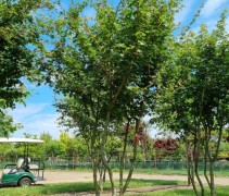 acer campestre, veldesdoorn meerstammig