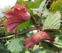 Corylus avellana 'Rode Zellernoot' vrucht