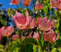 Cornus kousa 'Rosy Theacups'