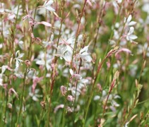 De 'Whirling Butterflies' op aren 'wervelen' door uw tuin