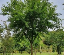 Maclura pomifera