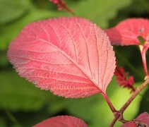 Viburnum plic Rotundifolium
