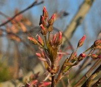 Amelanchier arborea 'Robin Hill' - Amerikaans krentenboompje - 1