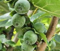 Diospyros 'Nikita's Gift' - Kaki boom 'Nikita's Gift' - 2