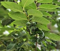 Diospyros 'Nikita's Gift' - Kaki boom 'Nikita's Gift' - 1