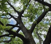 Juglans nigra - Zwarte Notenboom - 2