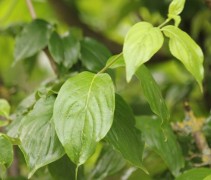 blad Cornus mas 