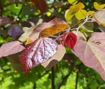 Cercis Forest Pansy
