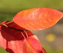 Krentenboompje 'Snowflakes', meerstammige boom met herfstblad