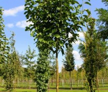 Magnolia Spectrum bomen