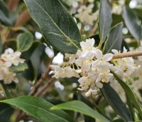 Osmanthus armatus - Schijnhulst - 1