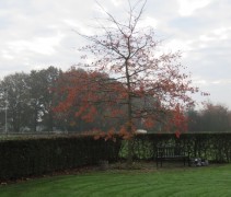 Quercus Palustris