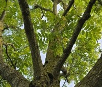 Pterocarya fraxinifolia - Vleugelnoot - 5