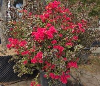 Rhododendron (AJ) 'Johanna' - Karmijnrode Japanse Azalea 'Johanna Red' - 2