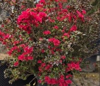Rhododendron (AJ) 'Johanna' - Karmijnrode Japanse Azalea 'Johanna Red' - 1