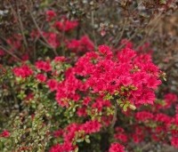 Rhododendron (AJ) 'Johanna' - Karmijnrode Japanse Azalea 'Johanna Red' - 3