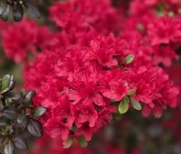 Rhododendron (AJ) 'Johanna' - Karmijnrode Japanse Azalea 'Johanna Red' - 6