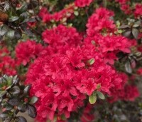 Rhododendron (AJ) 'Johanna' - Karmijnrode Japanse Azalea 'Johanna Red' - 5