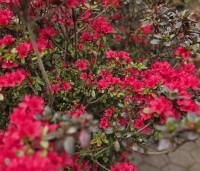 Rhododendron (AJ) 'Johanna' - Karmijnrode Japanse Azalea 'Johanna Red' - 4