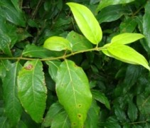 blad Chimonanthus praecox