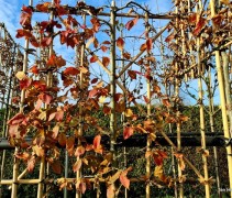Carpinus betulus 'Rockhampton Red' leirek 120x120cm herfstkleur