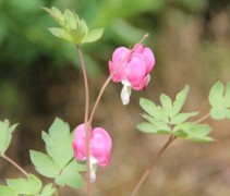 De Dicentra spectabilis in haar originele kleur roze / rood