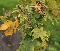 Acer plat. 'Princeton Gold' - Acer plat. 'Princeton Gold' - 3