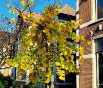  Ginkgo biloba 'Horizontalis' leerachtig blad, kan goed tegen droogte