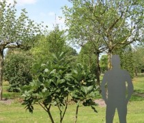 Quercus pontica