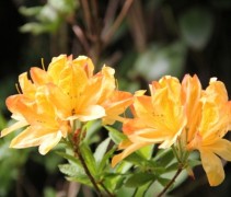 Rododendron azalea knaphill Golden Sunset