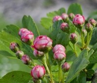 Crataegus leavigata 'Paul's Scarlet' - Rode Meidoorn - 1