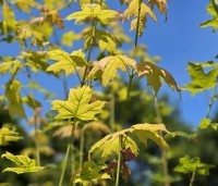 Acer saccharinum - Zilveresdoorn - 2