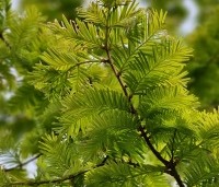 Metasequoia glyptostroboides 'Gold Rush' - Chinese Moerascipres 'Gold Rush' - 1