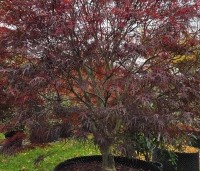 Acer palmatum 'Atrolineare' - Japanse esdoorn 'Atrolineare' - 1