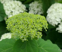 Hydrangea arborescens 'Strong Annabelle' (incredible)
