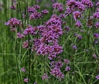 Verbena bonariensis - IJzerhard - 1